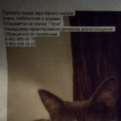 Подробнее об объявлении «Пропала кошка Москва» Фото: пропала кошка  «Пропала кошка Москва» в г. Москва