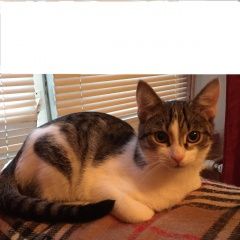 Подробнее об объявлении «Пропал кот Москва» Фото: пропала кошка  «Пропал кот Москва» в г. Москва