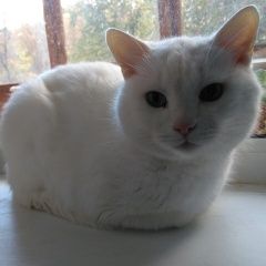 Подробнее об объявлении «Пропал кот белый кот, кастрированный Москва» Фото: пропала кошка  «Пропал кот белый кот, кастрированный Москва» в г. Москва
