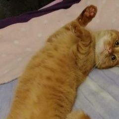 Подробнее об объявлении «Пропал кот рыжий кот Москва» Фото: пропала кошка  «Пропал кот рыжий кот Москва» в г. Москва