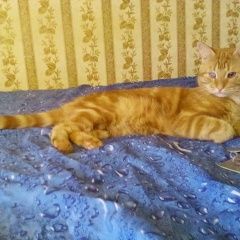 Подробнее об объявлении «Пропал кот рыжий кот Москва» Фото: пропала кошка  «Пропал кот рыжий кот Москва» в г. Москва