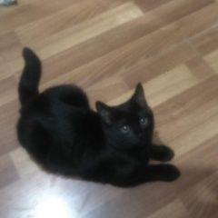 Подробнее об объявлении «Подольск Пропал кот черный» Фото: пропала кошка  «Подольск Пропал кот черный» в г. Подольск