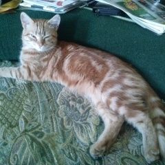 Подробнее об объявлении «Пропала кошка Оренбург» Фото: пропала кошка  «Пропала кошка Оренбург» в г. Оренбург