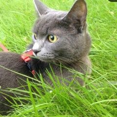 Подробнее об объявлении «Пропала кошка пожалуйста помогите Москва» Фото: пропала кошка  «Пропала кошка пожалуйста помогите Москва» в г. Москва