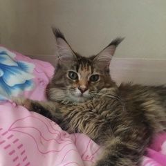 Подробнее об объявлении «Пропала кошка помогите найти нэнси Реутов» Фото: пропала кошка Мейн-кун «Пропала кошка помогите найти нэнси Реутов» в г. Реутов