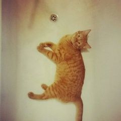 Подробнее об объявлении «Пропал кот Москва» Фото: пропала кошка  «Пропал кот Москва» в г. Москва