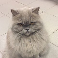 Подробнее об объявлении «Пропала кошка прошу помочь Москва» Фото: пропала кошка  «Пропала кошка прошу помочь Москва» в г. Москва