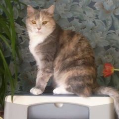 Подробнее об объявлении «Пропала кошка 20 октября 2018. Москва» Фото: пропала кошка  «Пропала кошка 20 октября 2018. Москва» в г. Москва