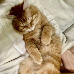 Подробнее об объявлении «Ангарск Пропал кот» Фото: пропала кошка Курильский бобтейл «Ангарск Пропал кот» в г. Ангарск