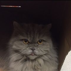 Подробнее об объявлении «Пропала кошка Москва» Фото: пропала кошка  «Пропала кошка Москва» в г. Москва