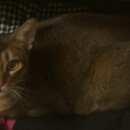 Подробнее об объявлении «Мытищи Пропал кот любимец вознаграждение тр» Фото: пропала кошка Абиссинская «Мытищи Пропал кот любимец вознаграждение тр» в г. Мытищи