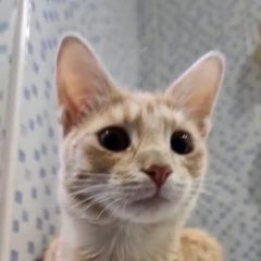 Подробнее об объявлении «Жуковский Пропал кот рыжий котёнок подросток» Фото: пропала кошка  «Жуковский Пропал кот рыжий котёнок подросток» в г. Жуковский