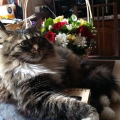 Подробнее об объявлении «Пропала кошка южное измайлово, рыся Москва» Фото: пропала кошка Сибирская «Пропала кошка южное измайлово, рыся Москва» в г. Москва