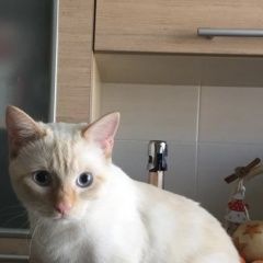 Подробнее об объявлении «Пропал кот Москва» Фото: пропала кошка  «Пропал кот Москва» в г. Москва