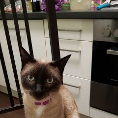 Подробнее об объявлении «Москва Пропал кот» Фото: пропала кошка Сиамская «Москва Пропал кот» в г. Москва