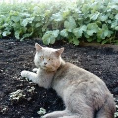 Подробнее об объявлении «Пропал кот Томск» Фото: пропала кошка Британская короткошерстная «Пропал кот Томск» в г. Томск