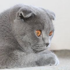 Подробнее об объявлении «Пропал кот Ростов-на-Дону» Фото: пропала кошка Шотландская вислоухая «Пропал кот Ростов-на-Дону» в г. Ростов-на-Дону