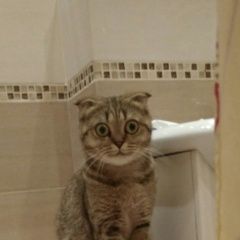Подробнее об объявлении «Калининград (Кенигсберг) Пропала кошка» Фото: пропала кошка Шотландская вислоухая «Калининград (Кенигсберг) Пропала кошка» в г. Калининград (Кенигсберг)