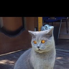Подробнее об объявлении «Тверь Пропал кот» Фото: пропала кошка Британская короткошерстная «Тверь Пропал кот» в г. Тверь