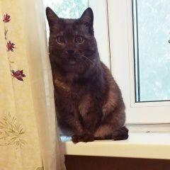 Подробнее об объявлении «Пропала кошка темно-серая с белым подшерстком Москва» Фото: пропала кошка  «Пропала кошка темно-серая с белым подшерстком...» в г. Москва