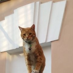 Подробнее об объявлении «Пропал кот рыжий кот. фокс. Москва» Фото: пропала кошка  «Пропал кот рыжий кот. фокс. Москва» в г. Москва