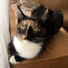 Подробнее об объявлении «Пропала кошка срочно г, выхино-жулебино Москва» Фото: пропала кошка  «Пропала кошка срочно г, выхино-жулебино Москва» в г. Москва