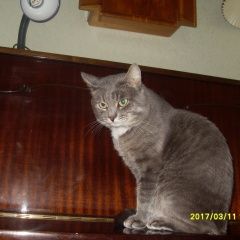 Подробнее об объявлении «Пропал кот Набережные Челны» Фото: пропала кошка  «Пропал кот Набережные Челны» в г. Набережные Челны