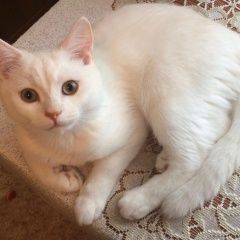 Подробнее об объявлении «Пропал кот Москва» Фото: пропала кошка Британская короткошерстная «Пропал кот Москва» в г. Москва