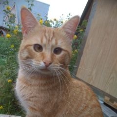 Подробнее об объявлении «Пропал кот рыжи мальчик Троицк» Фото: пропала кошка  «Пропал кот рыжи мальчик Троицк» в г. Троицк