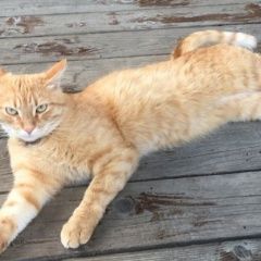 Подробнее об объявлении «Чехов Пропал кот» Фото: пропала кошка  «Чехов Пропал кот» в г. Чехов