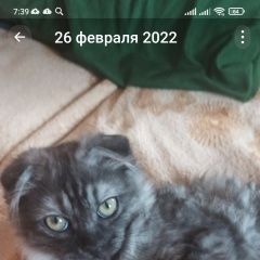 Подробнее об объявлении «Пропал котёнок Кемерово» Фото: пропала кошка Британская длинношерстная кошка «Пропал котёнок Кемерово» в г. Кемерово