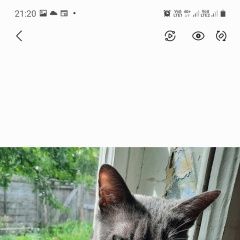 Подробнее об объявлении «Пропала кошка Ульяновск» Фото: пропала кошка Русская голубая кошка «Пропала кошка Ульяновск» в г. Ульяновск