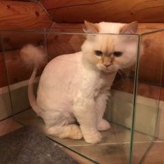 Подробнее об объявлении «Пропал кот д. верховье, г. Троицк» Фото: пропала кошка  «Пропал кот д. верховье, г. Троицк» в г. Троицк