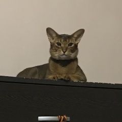 Подробнее об объявлении «Пропал кот Москва» Фото: пропала кошка Абиссинская «Пропал кот Москва» в г. Москва