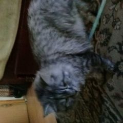 Подробнее об объявлении «Пропал кот домашний кот фуньтик Москва» Фото: пропала кошка Мейн-кун «Пропал кот домашний кот фуньтик Москва» в г. Москва