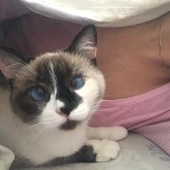 Подробнее об объявлении «Волгоград Пропала кошка» Фото: пропала кошка  «Волгоград Пропала кошка» в г. Волгоград