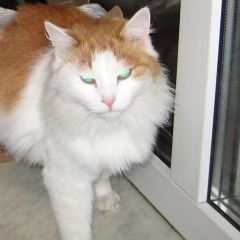 Подробнее об объявлении «Лобня Пропала кошка» Фото: пропала кошка  «Лобня Пропала кошка» в г. Лобня