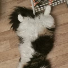 Подробнее об объявлении «Пропала кошка трехцветная пушистая Кострома» Фото: пропала кошка  «Пропала кошка трехцветная пушистая Кострома» в г. Кострома