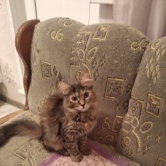 Подробнее об объявлении «Пропала кошка Москва» Фото: пропала кошка  «Пропала кошка Москва» в г. Москва