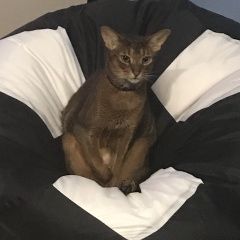 Подробнее об объявлении «Пропал кот 13.10.18 зовут машка Москва» Фото: пропала кошка Абиссинская «Пропал кот 13.10.18 зовут машка Москва» в г. Москва