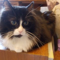 Подробнее об объявлении «Пропал кот Торжок» Фото: пропала кошка  «Пропал кот Торжок» в г. Торжок