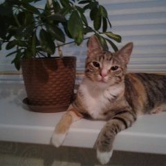 Подробнее об объявлении «Пропала кошка Коммунар» Фото: пропала кошка  «Пропала кошка Коммунар» в г. Коммунар