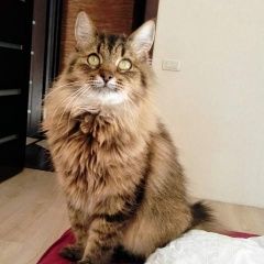 Подробнее об объявлении «Казань Пропала кошка кот» Фото: пропала кошка  «Казань Пропала кошка кот» в г. Казань