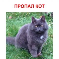 Подробнее об объявлении «Пропал кот Москва» Фото: пропала кошка  «Пропал кот Москва» в г. Москва
