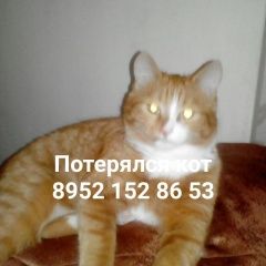 Подробнее об объявлении «Пропал кот рыжий кот Томск» Фото: пропала кошка  «Пропал кот рыжий кот Томск» в г. Томск