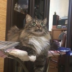 Подробнее об объявлении «Пропала кошка рыся юж.измайлово Москва» Фото: пропала кошка Сибирская «Пропала кошка рыся юж.измайлово Москва» в г. Москва