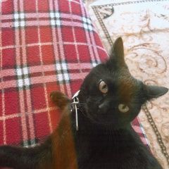 Подробнее об объявлении «Чехов Пропала кошка» Фото: пропала кошка  «Чехов Пропала кошка» в г. Чехов