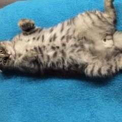 Подробнее об объявлении «Красноярск Пропал кот  район снт отдых» Фото: пропала кошка Шотландская вислоухая «Красноярск Пропал кот  район снт отдых» в г. Красноярск