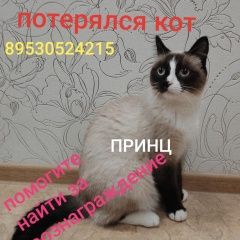 Подробнее об объявлении «Екатеринбург Пропал кот» Фото: пропала кошка  «Екатеринбург Пропал кот» в г. Екатеринбург