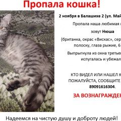 Подробнее об объявлении «Пропала кошка Балашиха» Фото: пропала кошка Британская короткошерстная «Пропала кошка Балашиха» в г. Балашиха